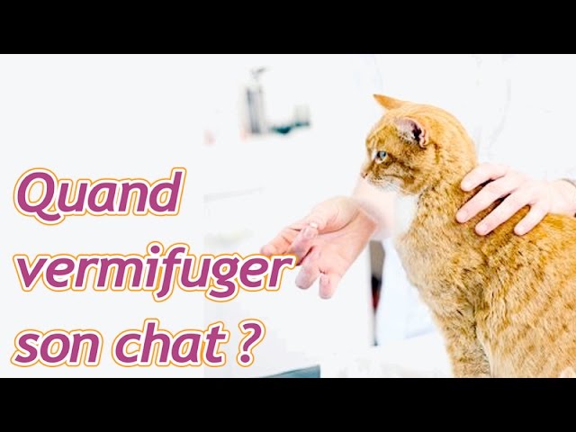 Vermifuger un chat : découvrez la fréquence optimale pour protéger votre animal