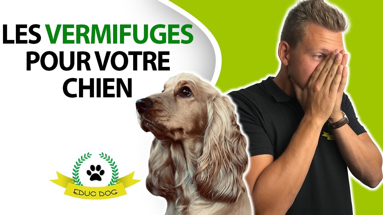 Vermifuge pour chien : combien de temps faut-il attendre pour voir les effets ? Une réponse claire et précise !